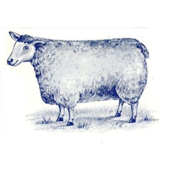 Sininen lammas (P.555)
