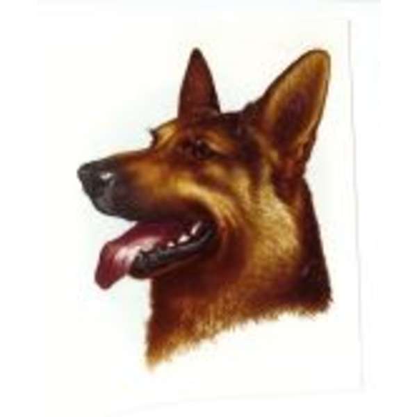 Saksanpaimenkoira (412)