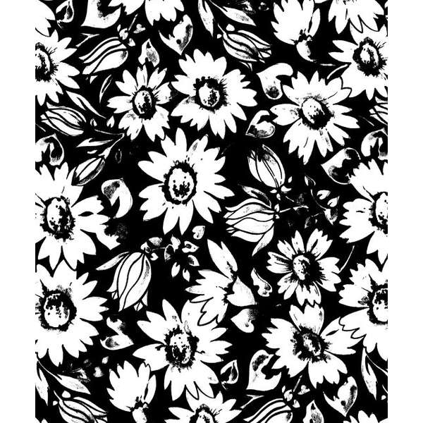 3182 Päivänkakkara mustalla pohjalla (2)