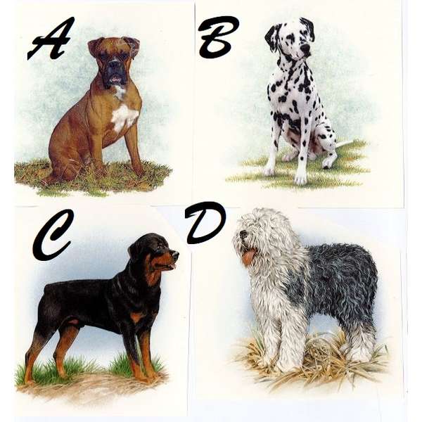 Erilaisia koiria (915)