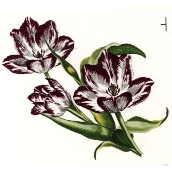 Purppura  tulppaani (195) (m)