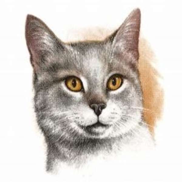 No.4230 Harmaa Kissa (P.471)