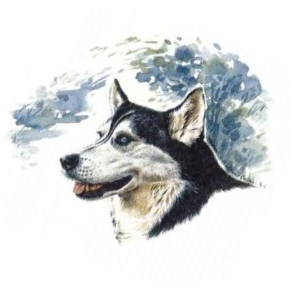 Husky (P.479)