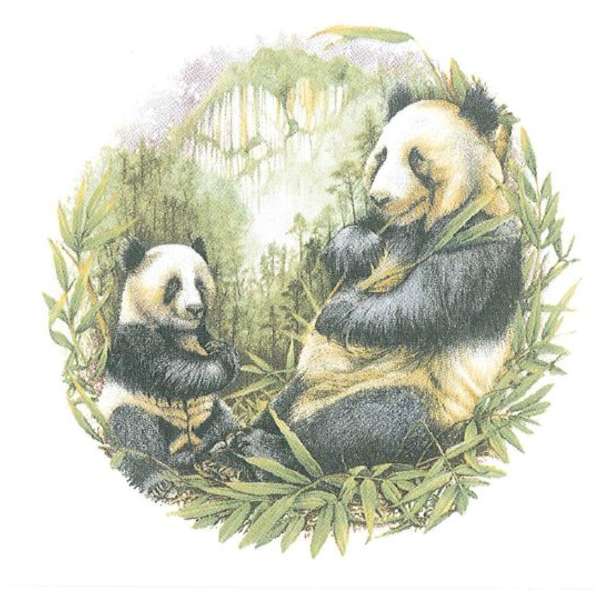 Poisto Panda 6806 (494)