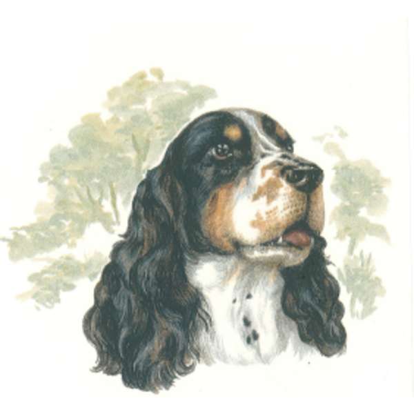 Springer spaniel A.55339.A1 (413)