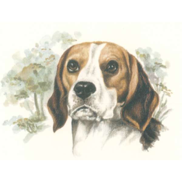 Beagle A.55339.B1 (414)