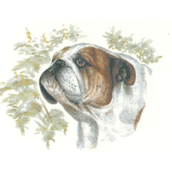 Bulldog A.55339.C1 (415)