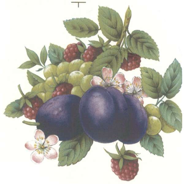 Luumut ja marjat S.2694 5/6 (214)