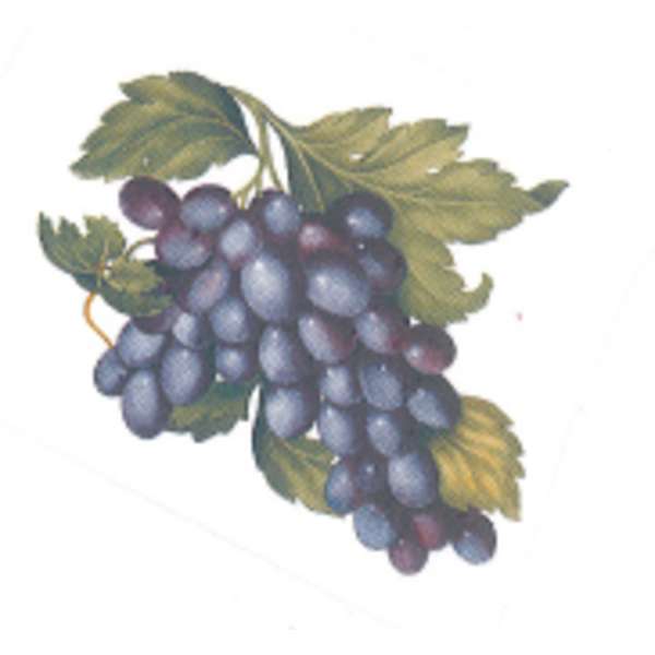 Viinirypäleet A.57233.3 (208)