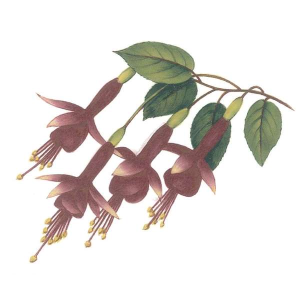 Poisto Verenpisara S.161 (149)