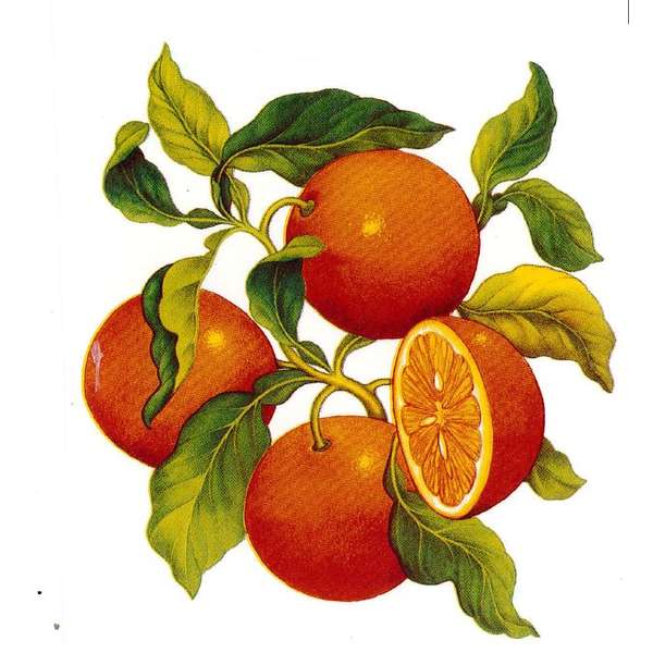 Appelsiinit lasisiirtokuva (P.367)