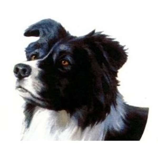 Border Collie (P.410)  