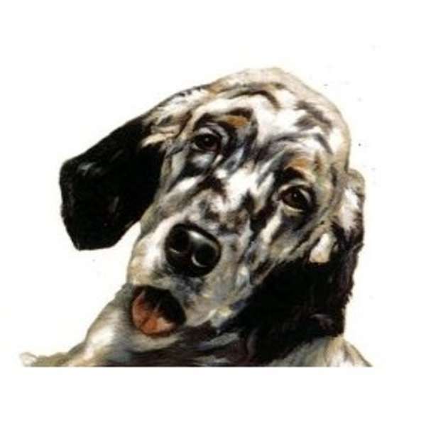 English setter (P.410)