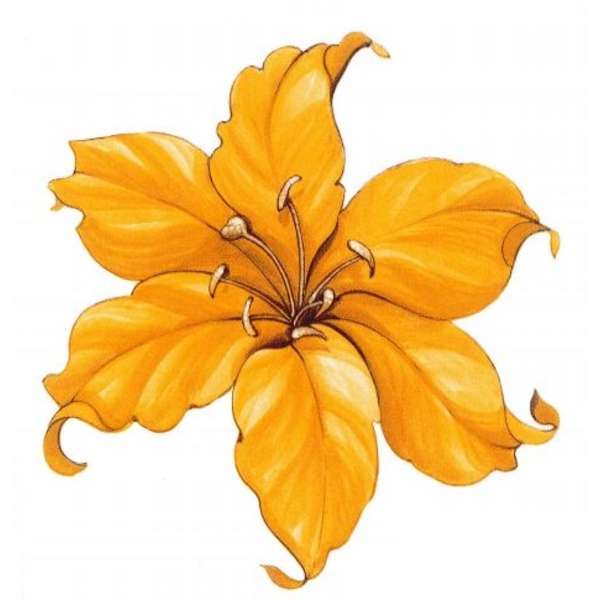 A57385 Keltainen lilja (P.142)