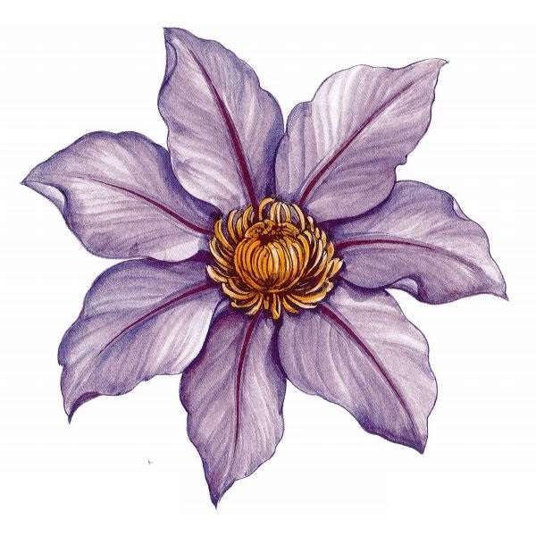 A 57385 Violetti lilja (P.186)