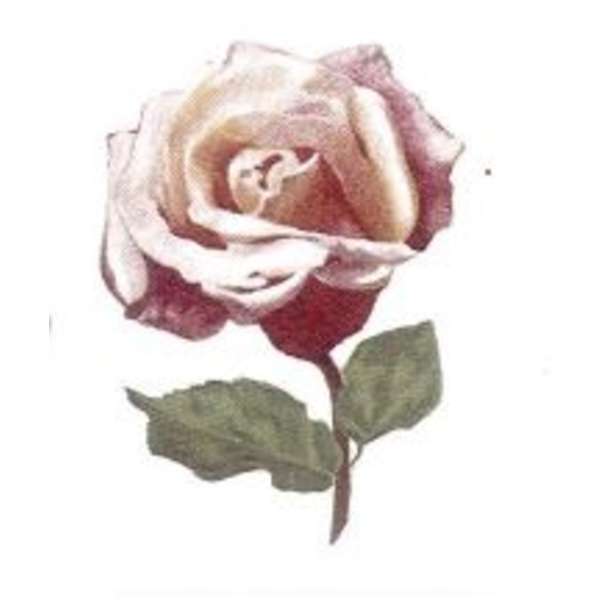 S.3097 persikan värinen Ruusu (75)