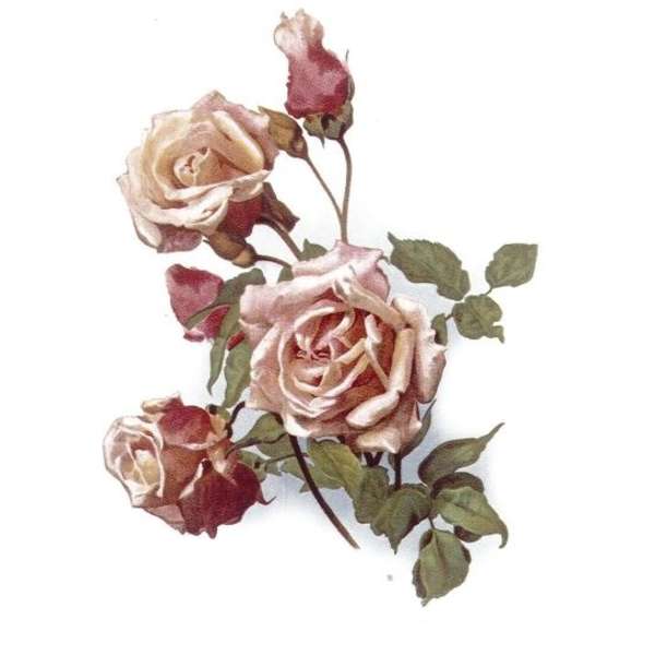 S.3097 Persikan väriset Ruusut (75)