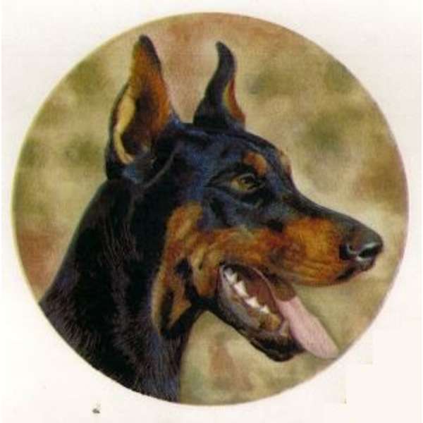  Dobermanni (824)