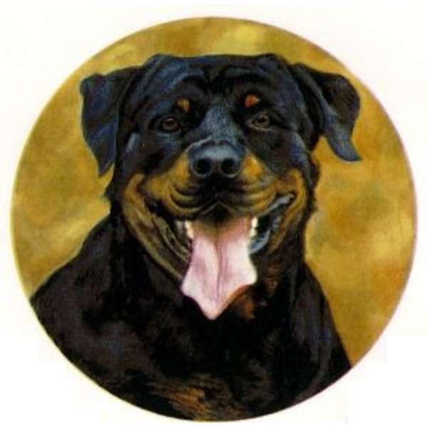  Rottweiler (80)