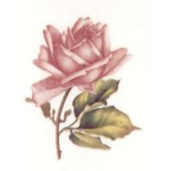 10034 Vaaleanpunaiset ruusut (802)