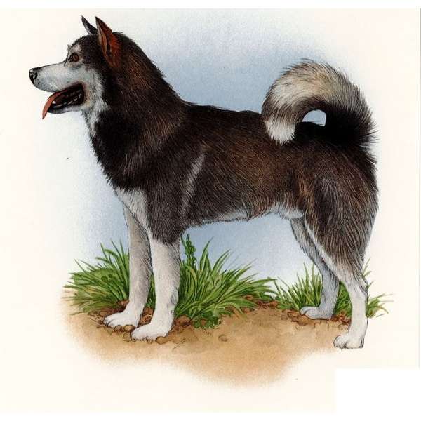 Husky (842)